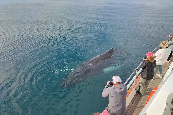 Whale Watching & Dolphin Yacht Cruise - Potential Issues and Resolutions