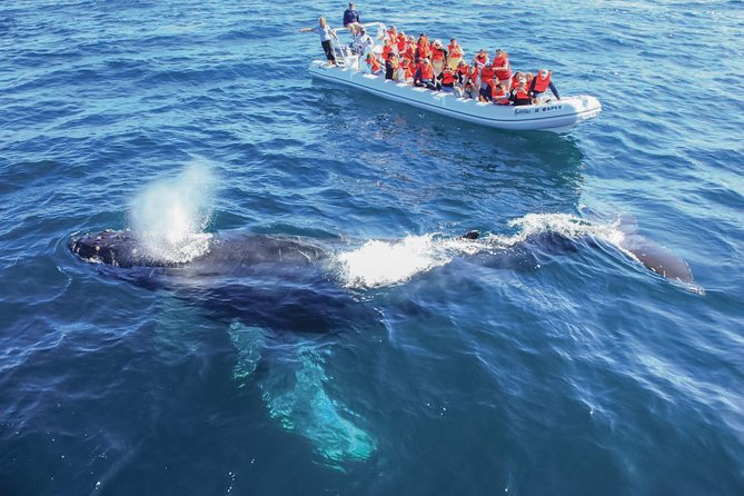 Whale Watching Experience - Federal Regulations