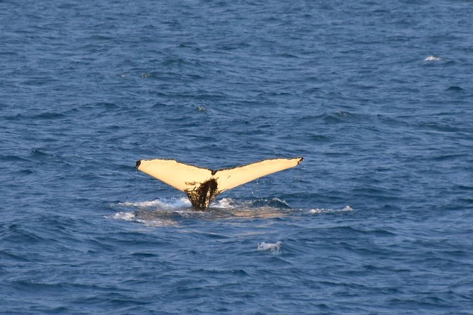 Whale Watching From the Heart of Akureyri - Common Questions