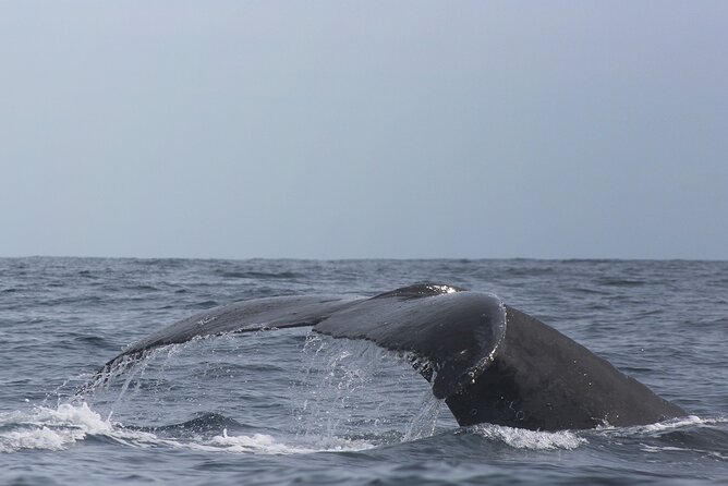 Whale Watching in Cabo San Lucas: Sightseeing Cruise and Shopping - Cancellation and Refund Policy
