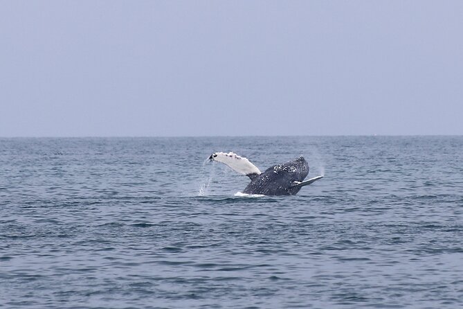 Whale Watching in Húsavík With Friends of Moby Dick - Common Questions