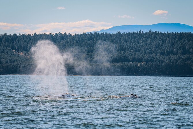 Whale Watching Nanaimo Open Boat Tour - Common Questions