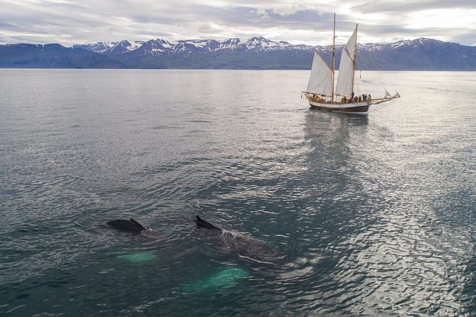 Whale Watching on a Traditional Oak Sailing Ship From Husavik - Additional Resources