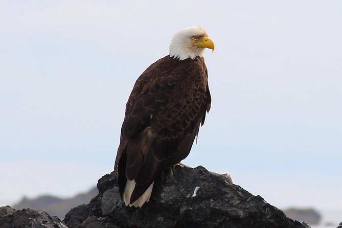 Whale Watching & Sightseeing Tour in Ucluelet, Vancouver Island - The Sum Up