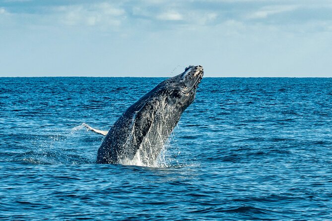 Whale Watching & Snorkeling Combo in Los Cabos With Photos Included - Common Questions