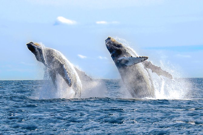 Whale Watching, The Famous Arch and Fast Boat Tour in Los Cabos - The Sum Up