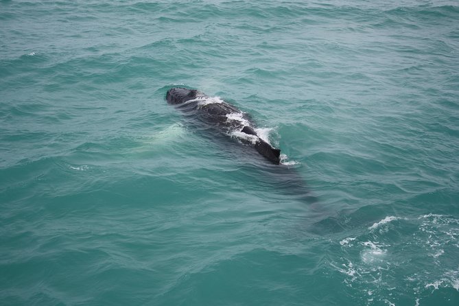 Whale Watching Tour From Reykjavik - Cancellation Policy
