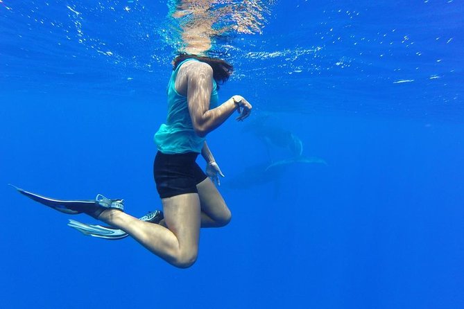 Whale Watching Tours in Bora Bora - The Sum Up