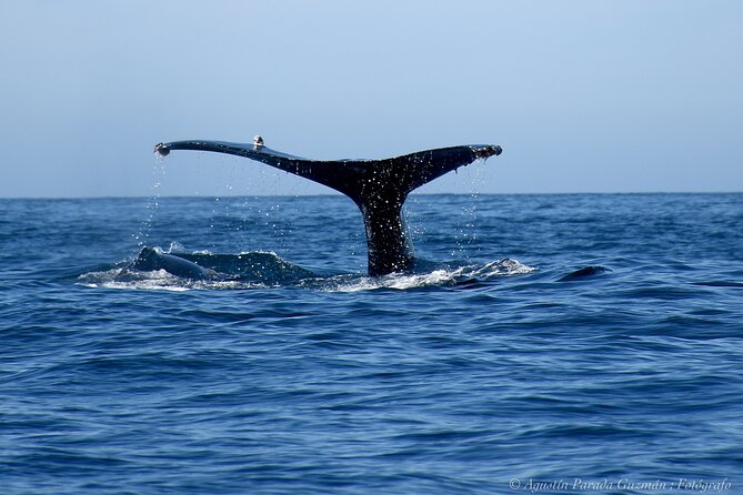 Whale Watching Zodiac in Cabo San Lucas With Comp Transportation - Directions