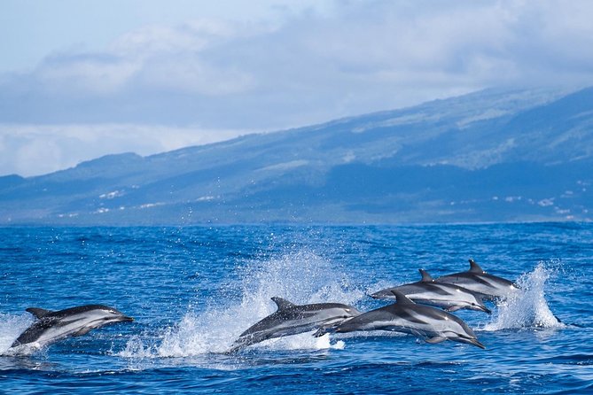 Whales and Dolphins Vila Franca Islet (Full Day With Lunch) - Traditional Azores Lunch at Vila Franca Islet