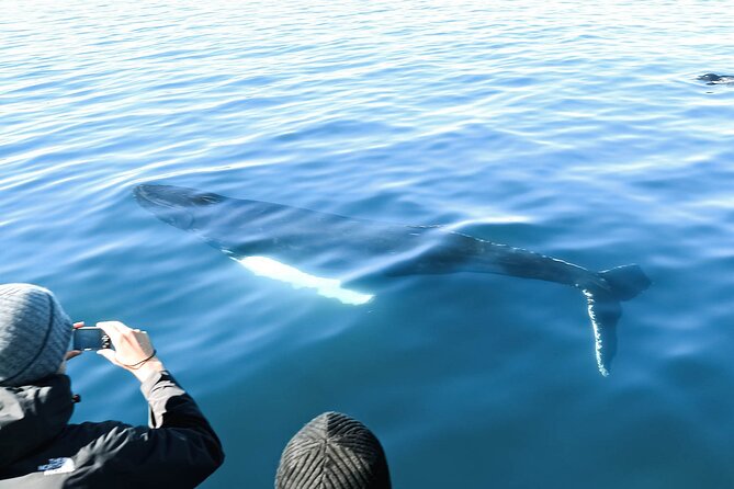 Whales and Puffins Tour From Husavik - Recommendations and The Sum Up
