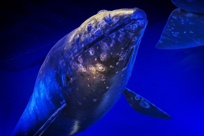 Whales Of Iceland Admission Ticket - Common Questions