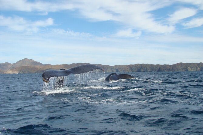 Whales Tour From La Paz - Overall Rating and Breakdown of Reviews
