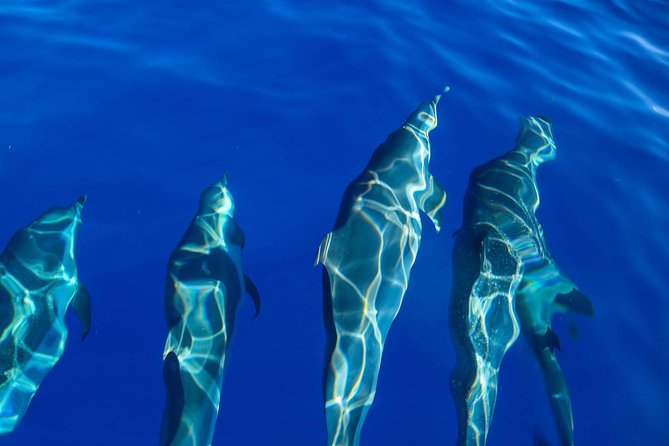 Wild Dolphin Watching and Snorkel Safari off West Coast of Oahu - Snorkeling Experience and Marine Life