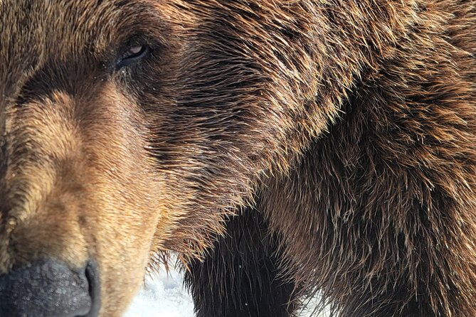 Wilderness, Wildlife, Whittier (With Airport/Hotel Transport) - Common Questions