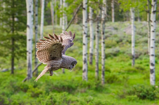 Wildlife and Waterfalls - Waterfalls in Yellowstone