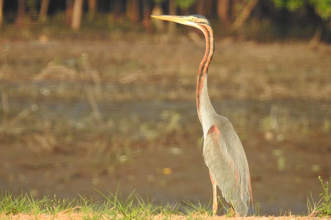 Wildlife at Sungei Buloh Wetland Reserve - The Sum Up