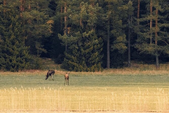 Wildlife Hiking in Stockholm With Animal Spotting - 2 Days - Camping Gear and Requirements
