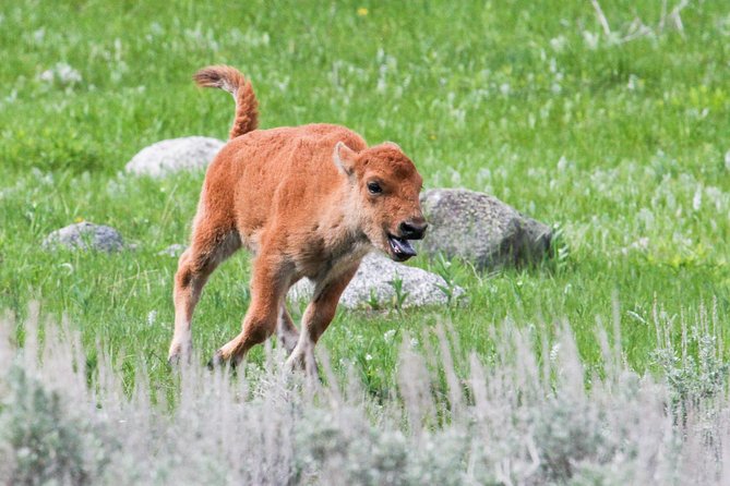 Wildlife & Wolf Private Tour With Lunch - Common Questions
