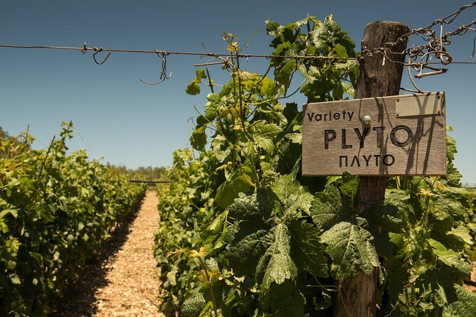 Wine Tasting Experience @ Lyrarakis Winery (Transfer Included) - Common Questions