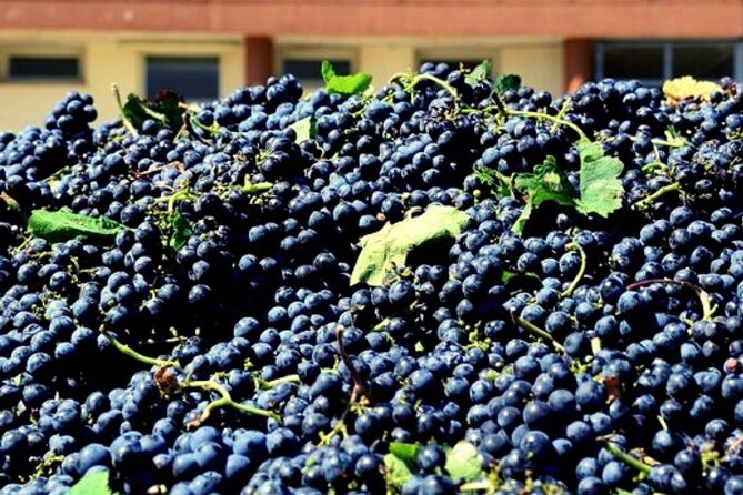 Wine Tasting for Small Groups in the Palermo Countryside - The Sum Up