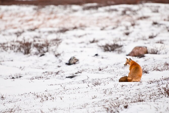 Winter Wilderness & Wildlife Tour - 3hr / Ice Cleats Included - End Point