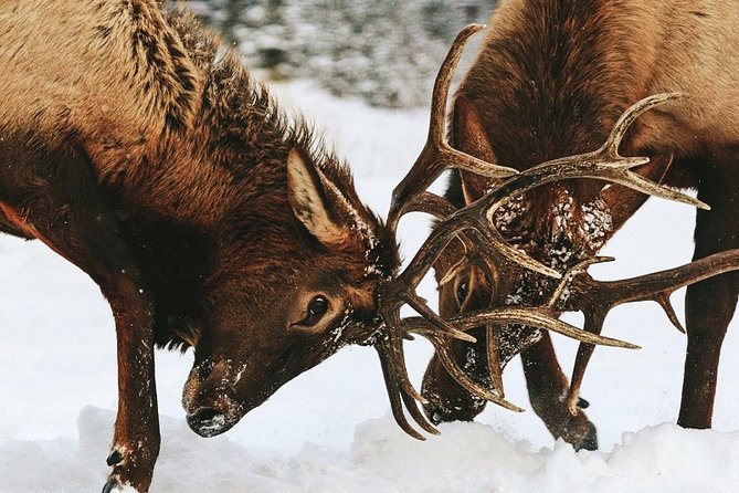 Winter Wildlife Discovery Tour - The Sum Up