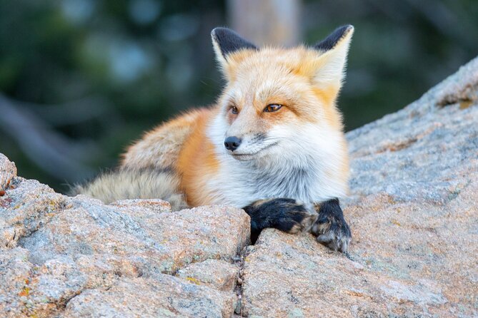 Winter Wonderland Photo Tour in The Rocky Mountain National Park - The Sum Up