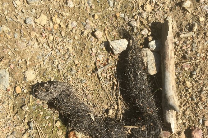 Wolf and Wildlife Tracking in Sweden - Expectations and Requirements