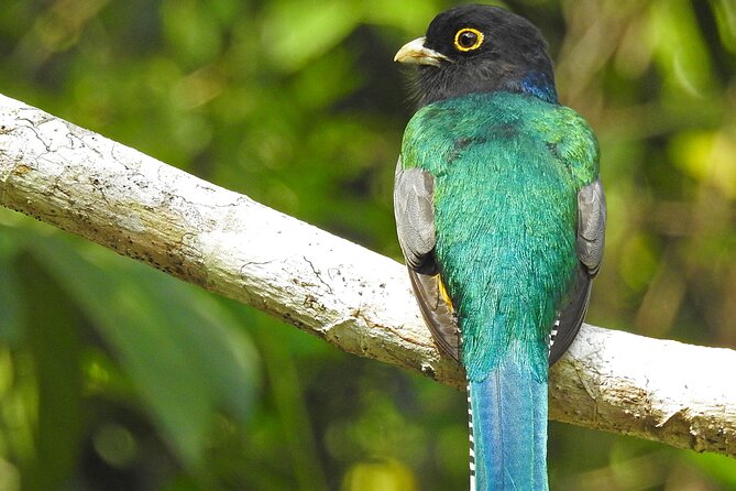 Xocen Birding - The Sum Up