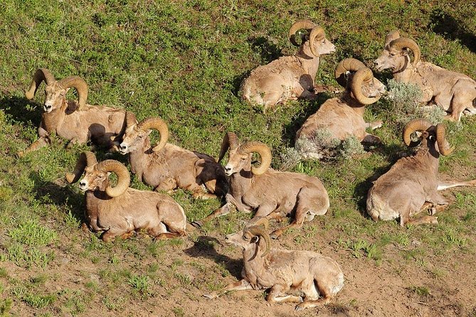 Yellowstone Custom Wildlife and Nature Tour - Contact and Pricing Information