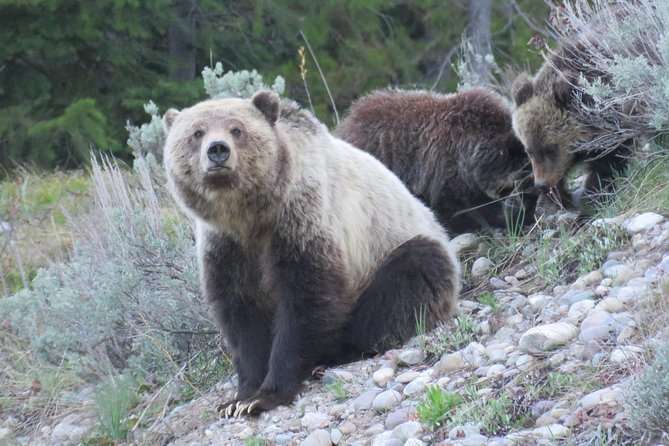 Yellowstone & Grand Teton National Parks - Ultimate Wildlife Safari - Credible Reviews From Previous Visitors