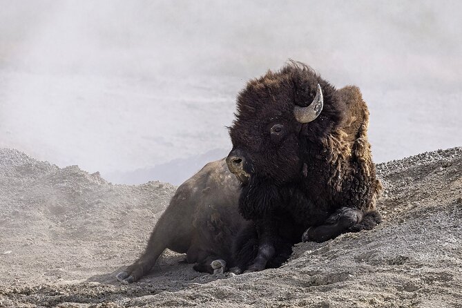 Yellowstone Lower Loop Guided Tour From Cody, Wyoming - Tour Inclusions and Exclusions