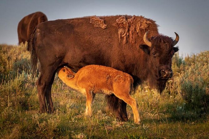 Yellowstone National Park Group Tour - Common Questions