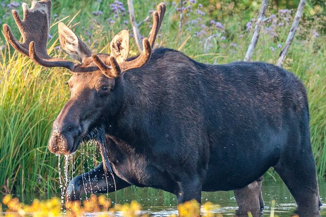 Yellowstone National Park Tour From Jackson Hole - Directions