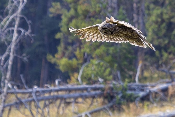 Yellowstone Private Upper Loop Tour With Lunch - The Sum Up