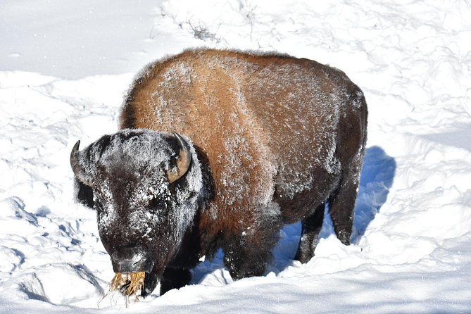 Yellowstone Western Tours - Additional Information and Accessibility