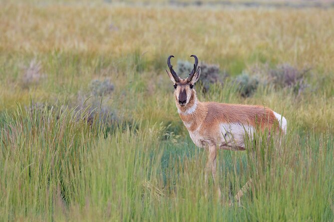 Yellowstone Wildlife Safari From Bozeman - Private Tour - Common Questions
