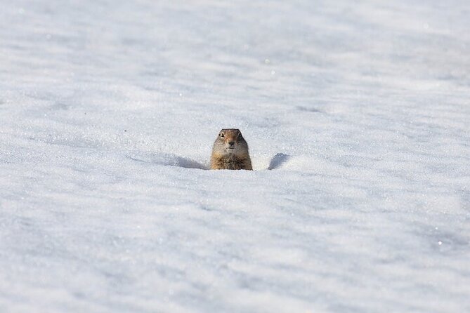 Yellowstone Winter Wildlife Safari From Bozeman - The Sum Up