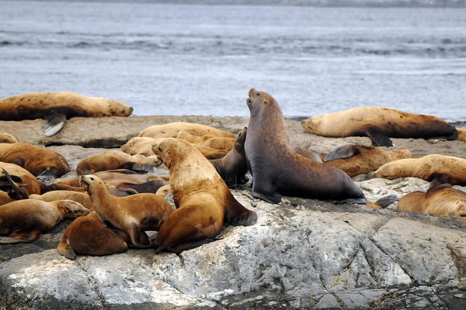 Zodiac Whale Watching Adventure From Victoria - Traveler Photos and Reviews