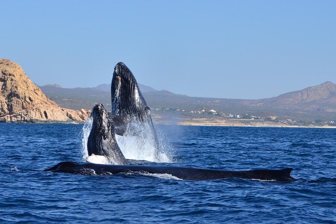 Zodiac Whale Watching Adventure - Incl FREE Photos & Whale Sightings Guarantee - Testimonials