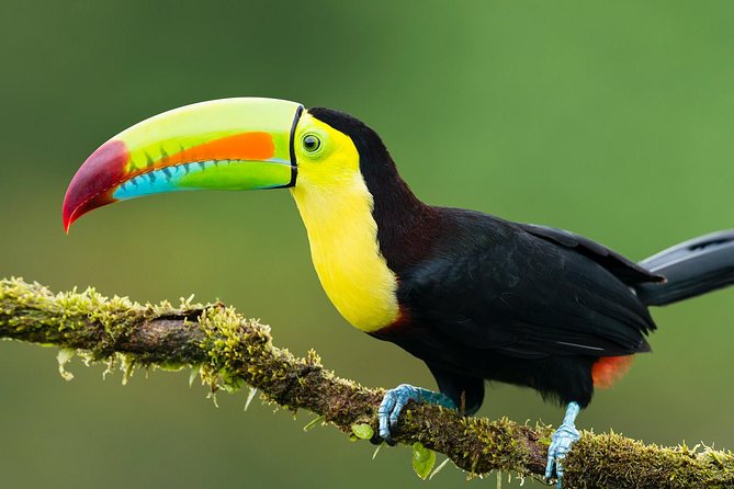 7-Day All Inclusive Guided Jungle Tour From Iquitos at Maniti Eco-Lodge