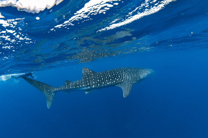 7 Hours Off Peak Whale Shark and Ningaloo Reef Tour in Exmouth