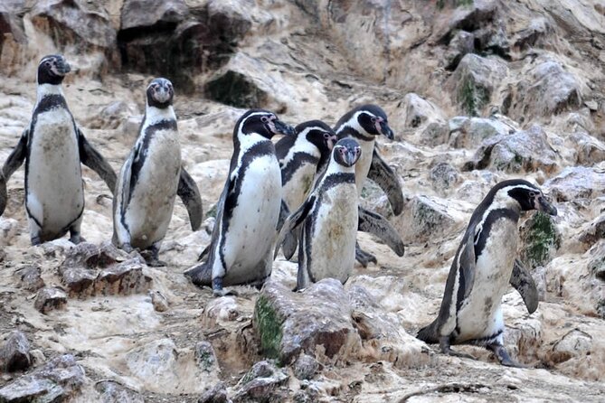 7-Hours Tour in Paracas National Reserve With Pickup