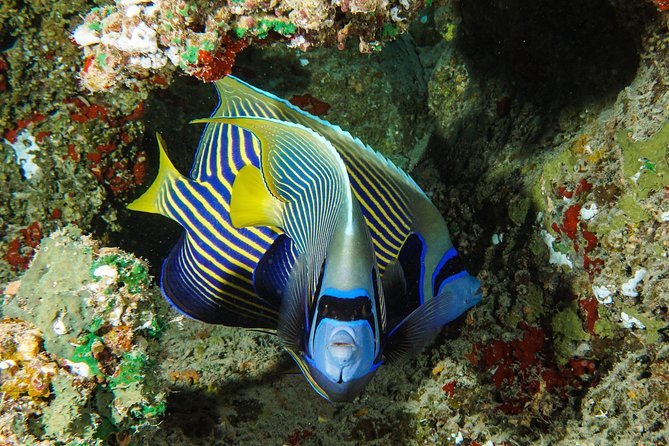 1/2 Day Tahaa Coral Garden - Departure Raiatea / Ideal for Cruise Passengers - Boat Ride to the Coral Reef