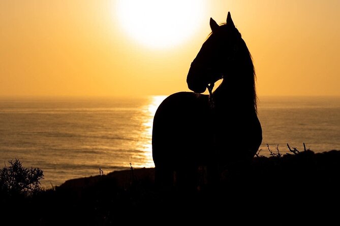 1 Hour Horse Ride on the Beach of Essaouira - The Sum Up