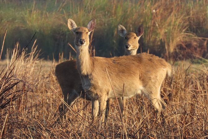 11-Day Private Guided Local Tour in Nepal - Day 8: Travel to Chitwan