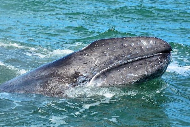 2-Day Magdalena Bay Gray Whale Van Tour - Snacks and Amenities