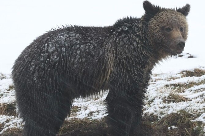 2-Day Private Yellowstone Tour(Lower and Upper Loops W Iconic Sites) W Lunch - Scenic Route and Iconic Sites