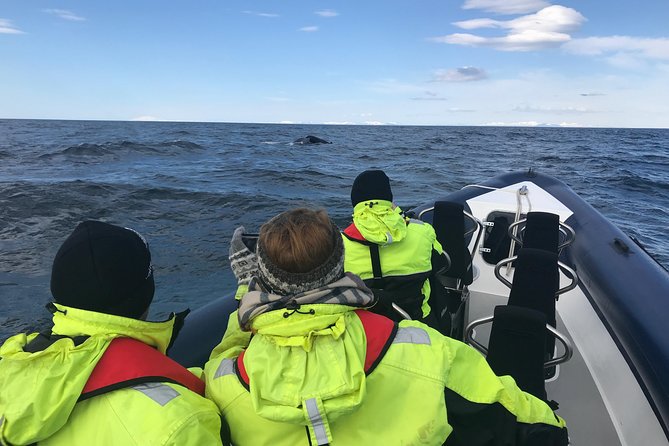 2-Hour RIB Boat Whale Watching Tour From Reykjavik - The Sum Up
